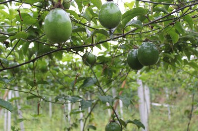 嘹啰小镇大力发展特色农产品:百香果、有机蔬菜、食用菌等