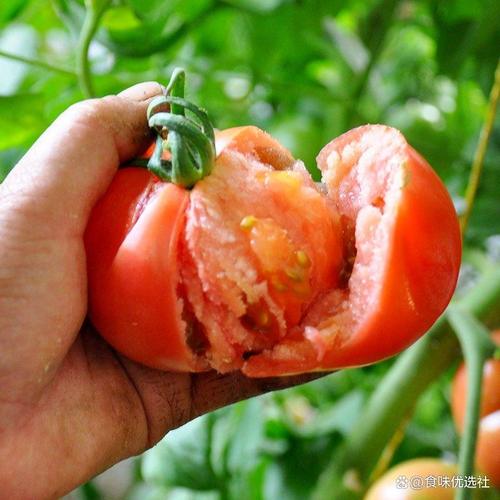 有机蔬菜牌子哪个最好？选购技巧与推荐清单